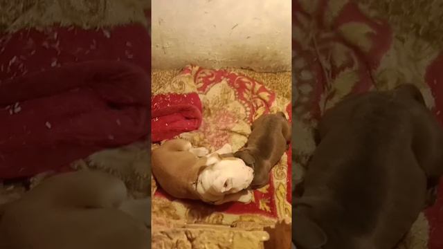 Sleeping time of Rasakali 🤍and Bob 🖤. Like,share and subscribe my channel for more shots 😊💞 смотреть онлайн