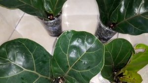 ? Фикус Лирата " Бамбино" черенкуем, укорененяем! /за 14-18 дней, отличный результат/?