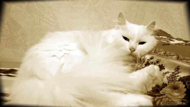 Нежность Сибирской белой кошки смотреть онлайн