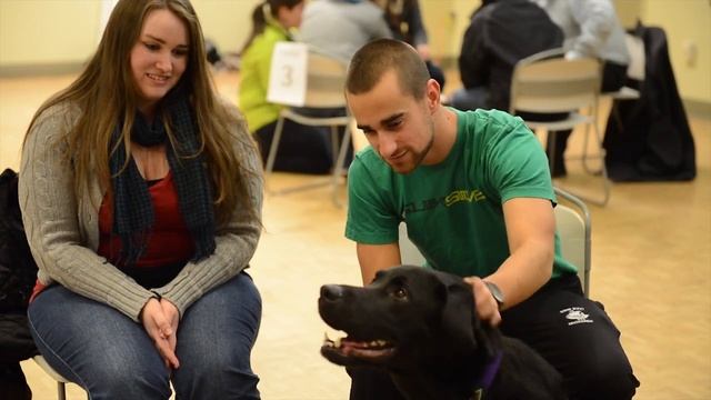 UNB Dog Dazzling DE-stress Program смотреть онлайн