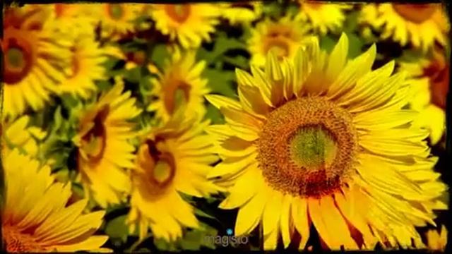 vue sur l ensemble (Created with @Magisto) смотреть онлайн