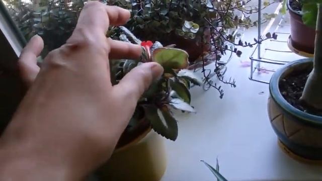 мои комнатные растения по запросу смотреть онлайн