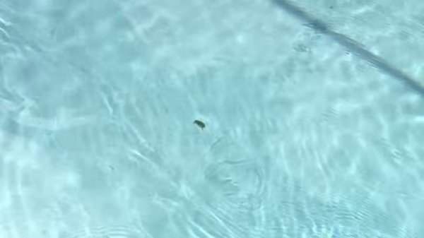 Rapala X-Rap SubWalk (Review Plus Underwater Footage)