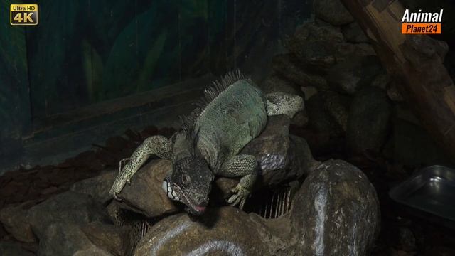 Игуана? интересные факты о которых вы могли не знать. #животные #дикая_природа #хищники #игуана смотреть онлайн