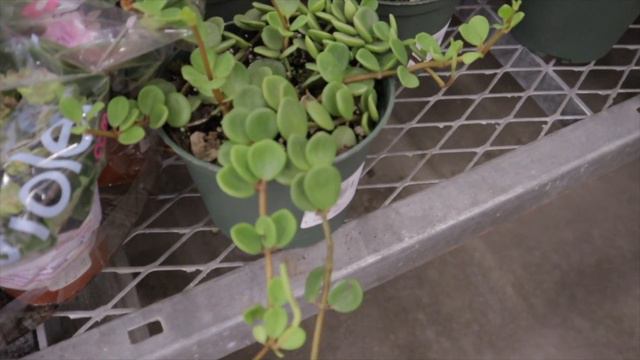 BIG BOX STORE PLANT SHOPPING & PLANT HAUL / WALMART, LOWES & HOME DEPOT / CHARLOTTE NC SHOP WITH ME смотреть онлайн