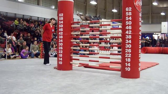 K9 Classic High Jumping смотреть онлайн