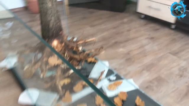Изучаем новый аквариум для пираний. кормление пираний смотреть онлайн