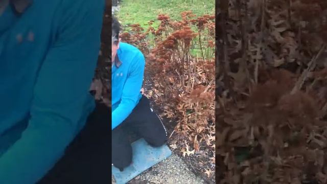 How To Properly Prune Sedum Matrona.  Zone 5 Garden Tips And Tricks. Garden Advice From A Pro!