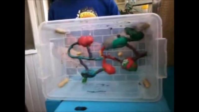 Муравьи жнецы и их содержание в неволе смотреть онлайн