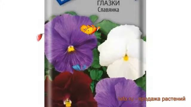 Анютины глазки обыкновенная Славянка (slavyanka) ? обзор: как сажать, семена анютины глазки Славянк смотреть онлайн