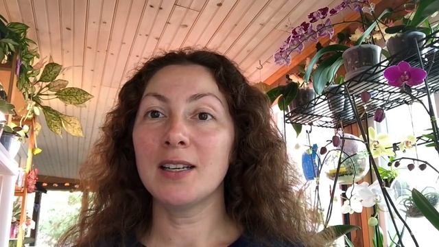 реабилитация листочка Фиалки смотреть онлайн