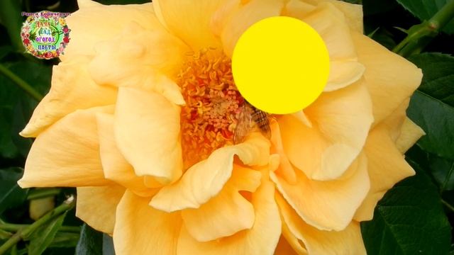 О чем могли бы сказать нам пчелы, если бы могли говорить?.. смотреть онлайн