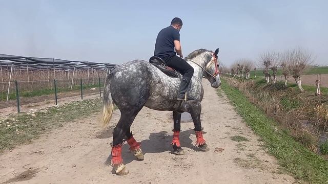 Boysun Sotiladi 2022! Ramazon Muborak!Toshkent Viloyatida Ot