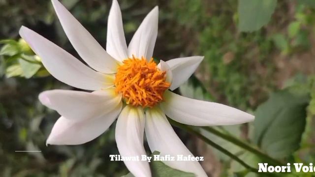 Surah Mulk | 4 Qul | Khatam Shareef | Surah Al-Mulk | Beautiful Quran Recitation | Quran Tilawat смотреть онлайн