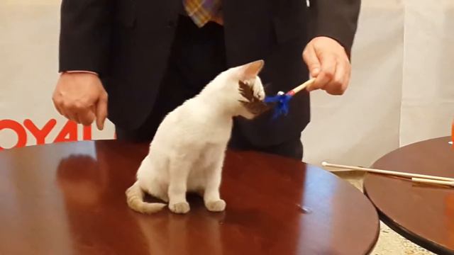 ВЦФ ринг котят и юников 2 марта смотреть онлайн