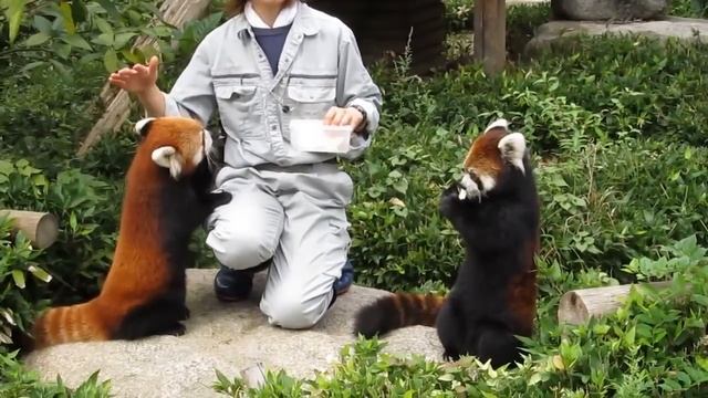 Веселые красные (малые) панды. Red Panda смотреть онлайн