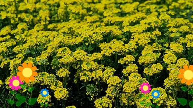 Алиссум горный Бергголд (Berggold). Краткий обзор, описание характеристик, где купить рассада смотреть онлайн