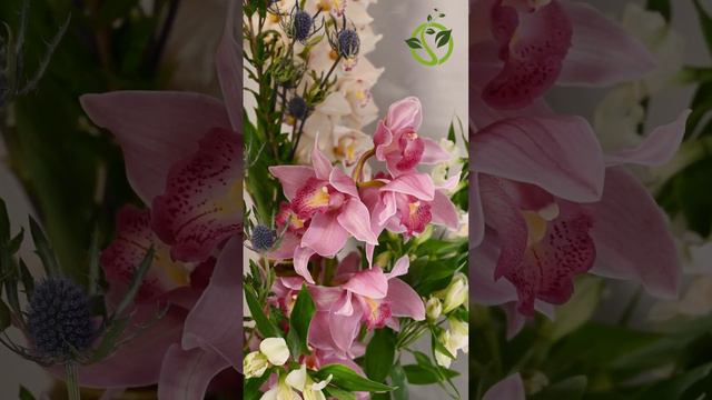 #orchids #shortsvideo #shortsfeed #viralvideo смотреть онлайн