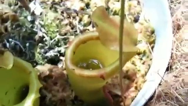 Nepenthes Ventricosa X Inermis