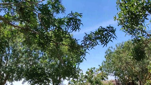 2019 Cádiz. Pistacia Atlántica . Pistacia Vera,  Var. Mateur, Larnaka, Aegina Y Kerman.