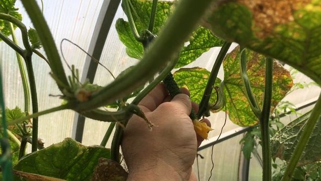 Китайские огурцы гиганты. Сад и огород смотреть онлайн