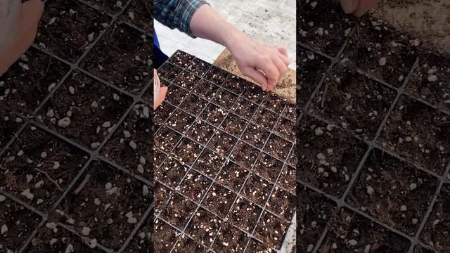 Крупный лук из семян за один сезон. Выращивание репчатого лука из семян - проверенный способ посева смотреть онлайн