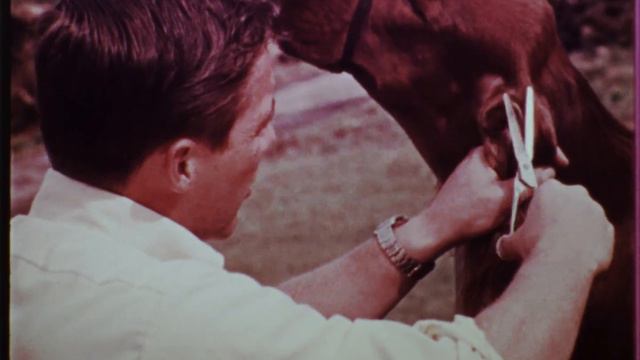 Irish Setter Grooming by George Alston 1975 смотреть онлайн