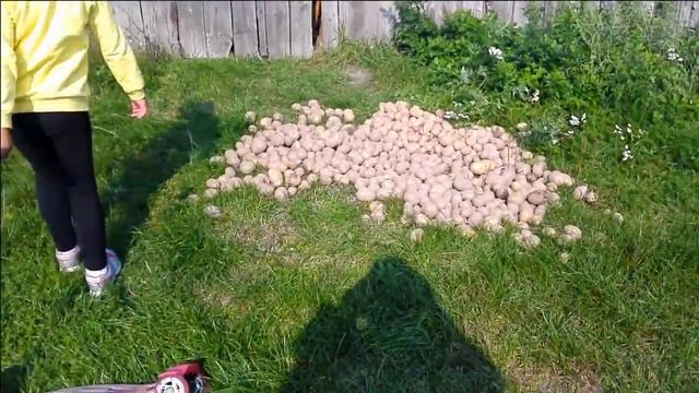 София и ее Арбузы/ Урожай с огорода/ Порадовал Софию/ самый большой арбуз в мире. смотреть онлайн