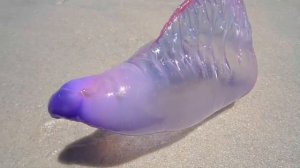 Самые опасные медузы ТОП-5.