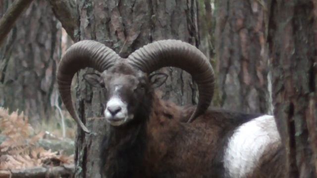 Муфлон в сосновом лесу смотреть онлайн