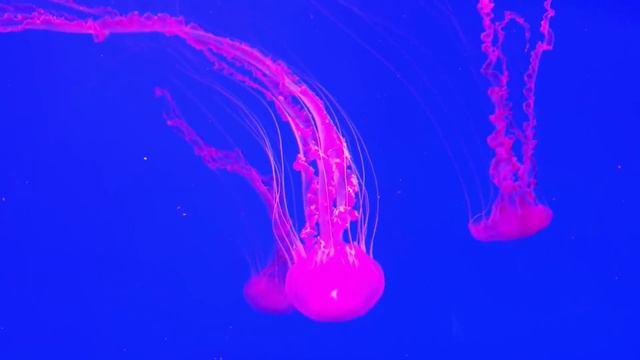 1 Hour of Marine Life and Ocean Animals - #relaxing #classic #music #peaceful #dolphin #sleep #shar смотреть онлайн