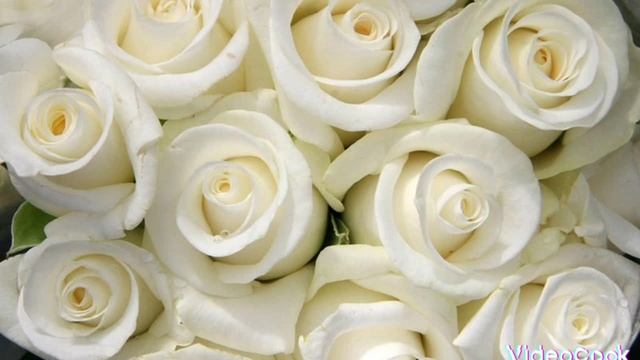 БЕЛЫЕ РОЗЫ НА Казахском