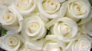БЕЛЫЕ РОЗЫ НА Казахском