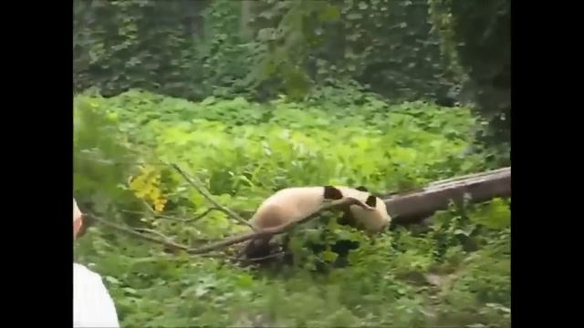 Забавные Панды Видео Сборник 2016 [NEW!] смотреть онлайн