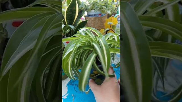 хлорофитум 