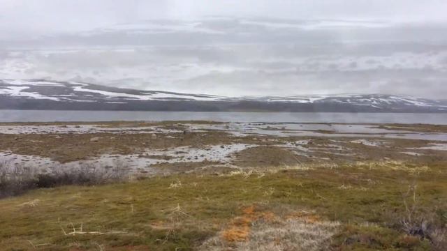 Нива на рыбачем полуострове. смотреть онлайн