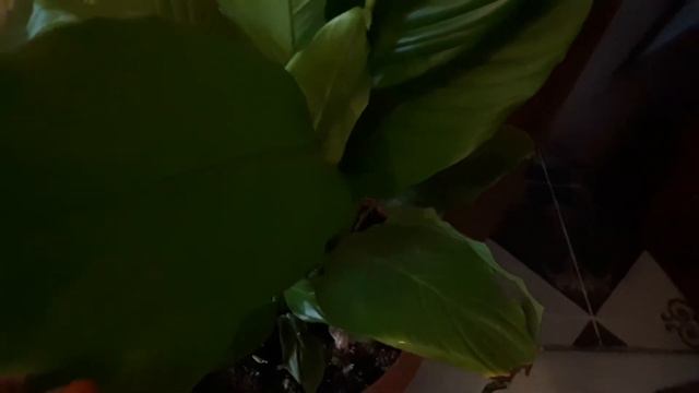 Супер средство от черных мошек в квартире.. смотреть онлайн