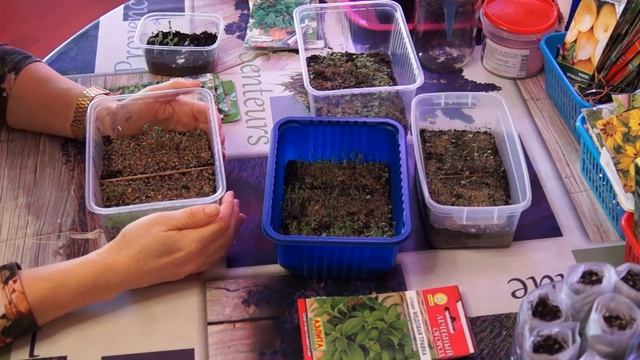 РАССАДА , ЧАБЕР И МЕЛИССА УХОД И ПОЛИВ ЧАСТЬ 2 смотреть онлайн