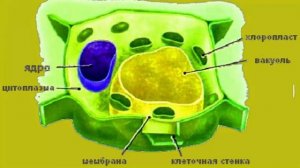 Биология (5–6 класс) Клеточное строение растений  Растительная клетка