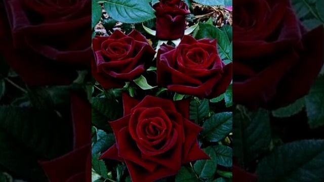 Алые розы.? смотреть онлайн