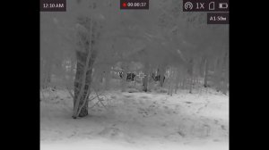 Обзор тепловизора: Arkon Alfa #HT35. Косули на разных дистанциях