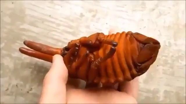 Невероятные этапы развития жука Геркулеса смотреть онлайн