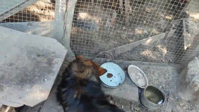 Чипон воюет с курами за макароны