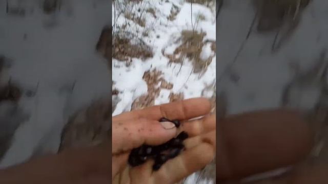 #shorts Садим девятый гектар краснокнижного кедра. Восстанавливаем лес! #тайга #кедр #природа смотреть онлайн