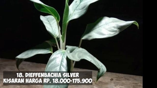 30+ JENIS BUNGA DIEFFENBACHIA DAN HARGANYA || BUNGA BAHAGIA смотреть онлайн