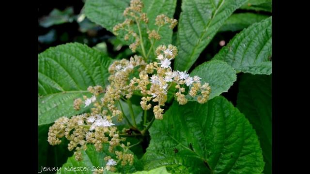 РОДЖЕРСИЯ  (RODGERSIA)  сем. Камнеломковые