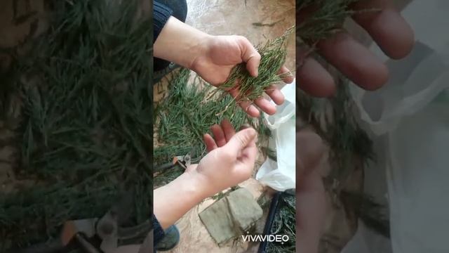 ЧЕРЕНКОВАНИЕ СКАЛЬНОГО МОЖЖЕВЕЛЬНИКА СКАЙРОКЕТ(Skyrocket) смотреть онлайн