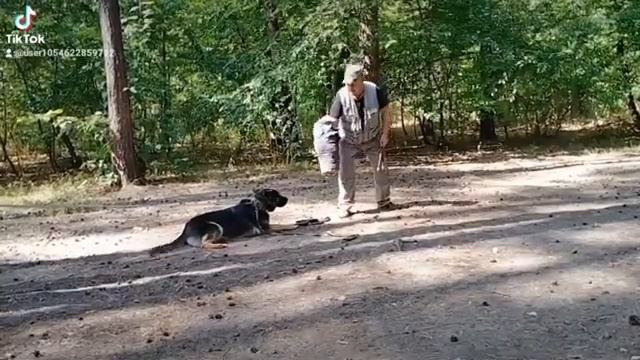 Дрессировка собак в Броварах. т.0954035595 смотреть онлайн