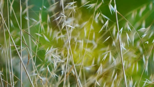 Sleep Serenity: успокаивающие мелодии для расслабления и глубокого сна (без рекламы) смотреть онлайн