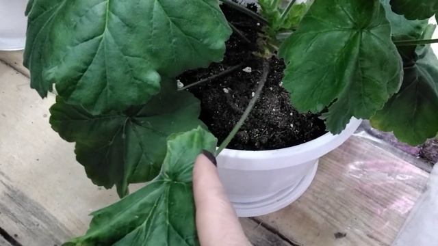 292Часть 2. Интенсивное выращивание черенков пеларгонии на продажу. Черенок рекордсмен Ю-Мерлезон 2 смотреть онлайн